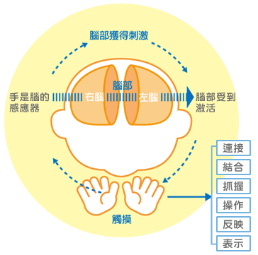 當寶寶運用雙手時，腦部也在發展。